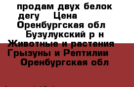 продам двух белок дегу  › Цена ­ 1 000 - Оренбургская обл., Бузулукский р-н Животные и растения » Грызуны и Рептилии   . Оренбургская обл.